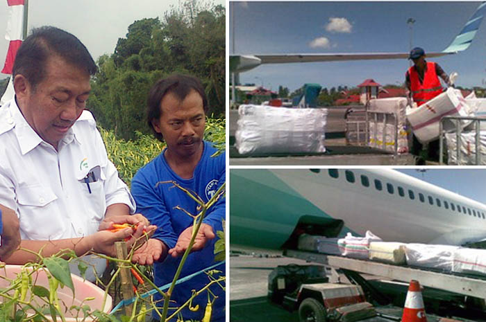 Cabai Merah Keriting dari Lombok Terbang Sampai Jauh ..... Mendarat di Sumatera
